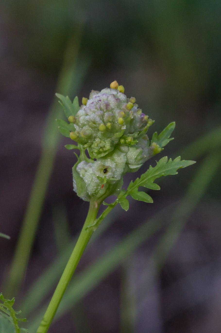 Жерушник Водный