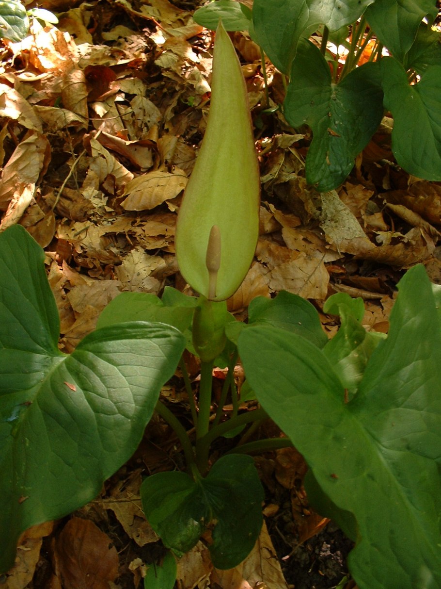 Аризема лопастная