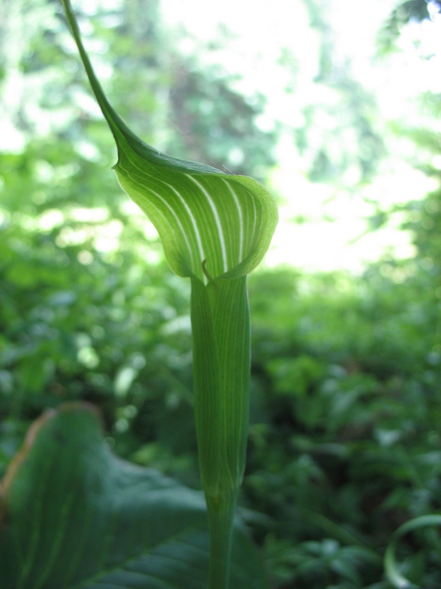 Аризема желтая