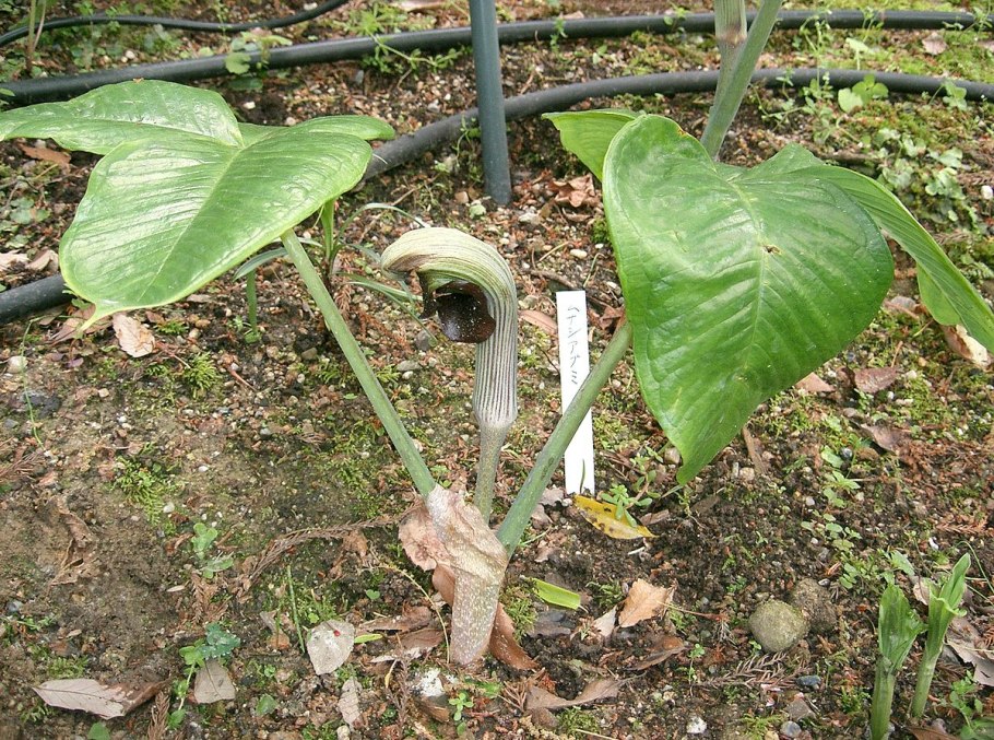 Arisaema speciosum