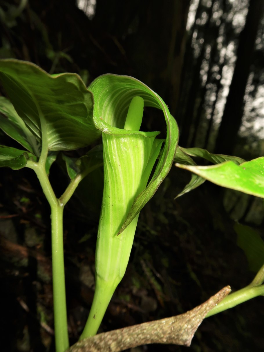 Arisaema ringens