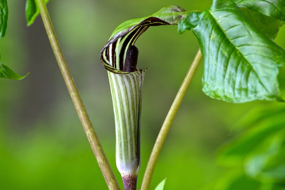 Аризема Хунаньская