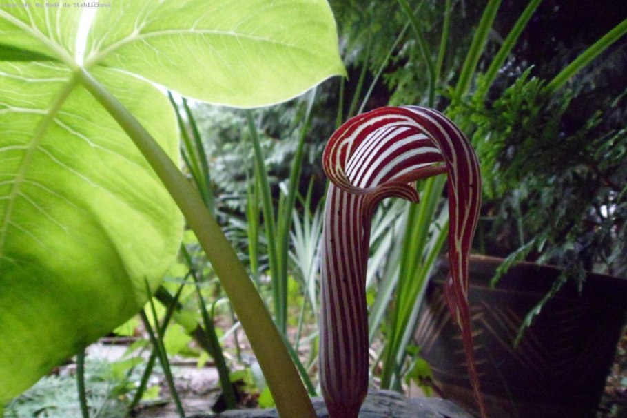 Аризема жёлтая Arisaema flavum