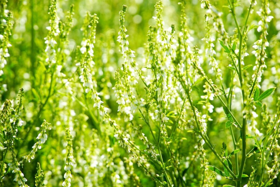 Донник лекарственный