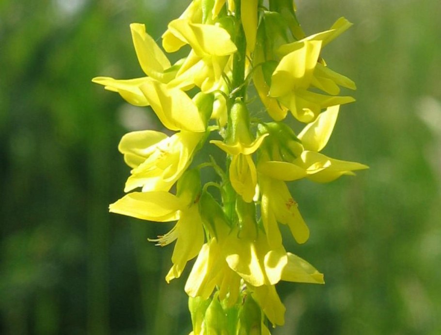 Донник сорняк