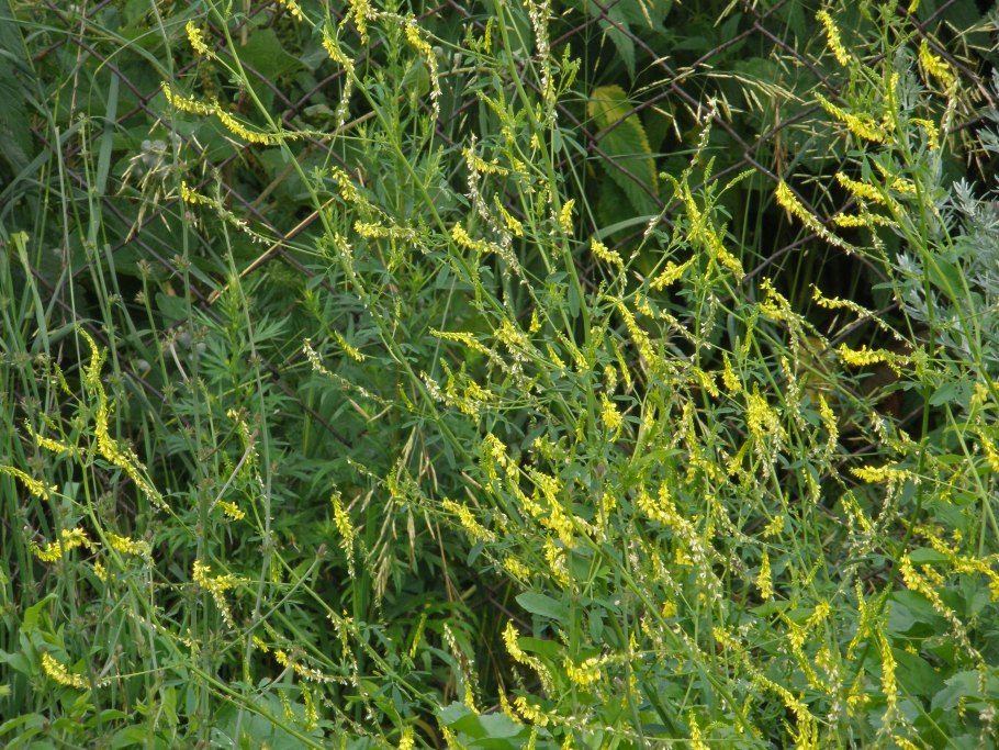 Донник лекарственный Melilotus officinalis lam.