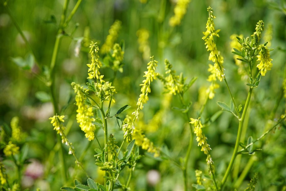 Донник лекарственный (Melilotus officinalis)