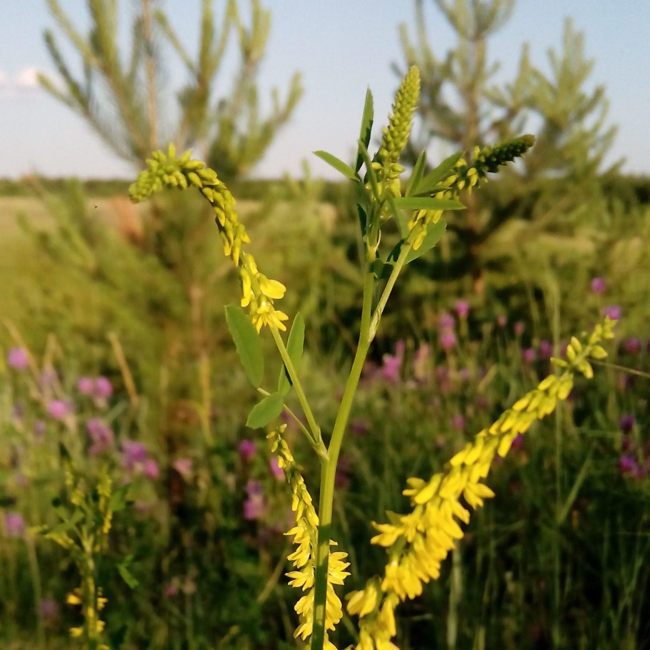 Донник трава