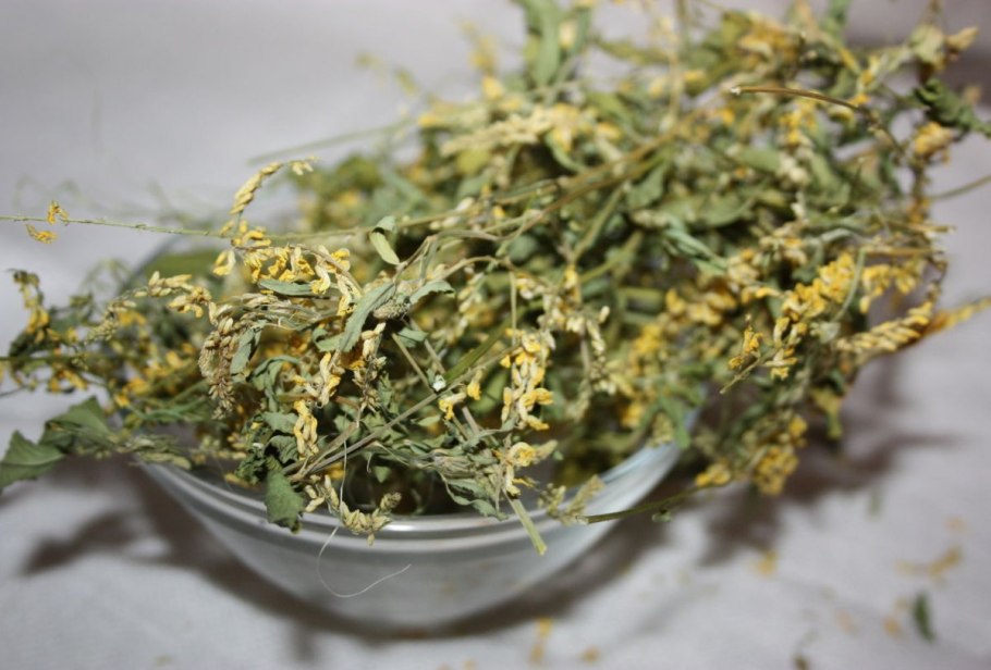 Донник желтый