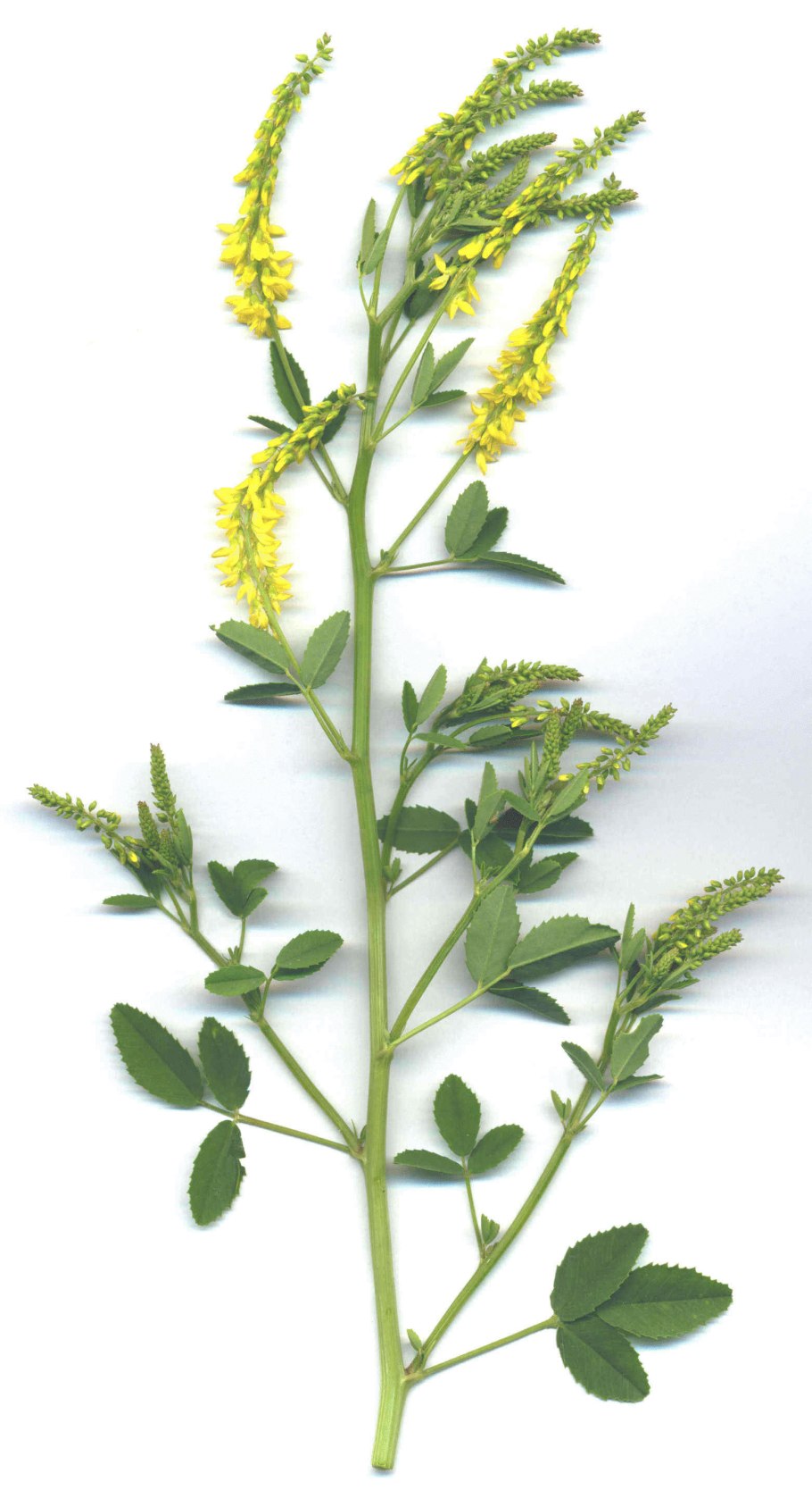 Донник Луговой