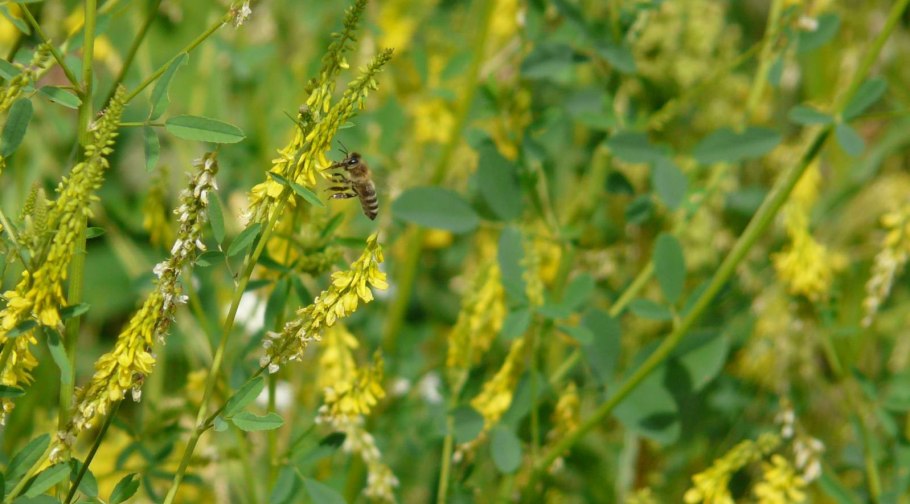 Донник сорняк