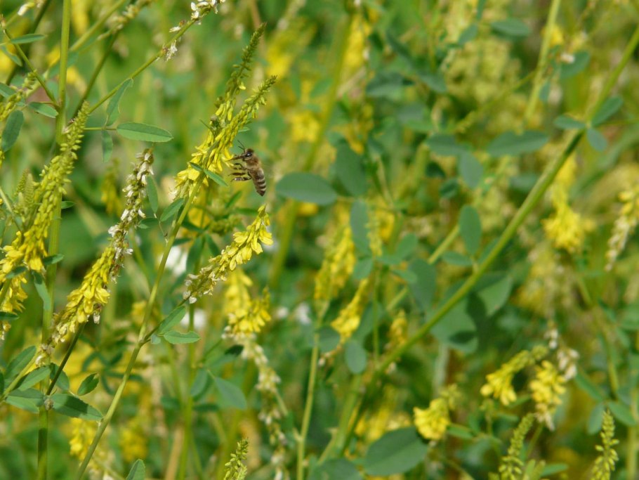 Донник Степной