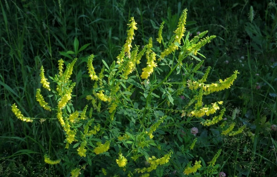 Донник - Melilotus