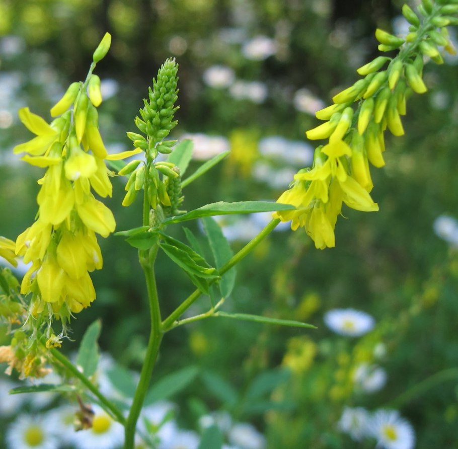 Донник melilotus officinalis