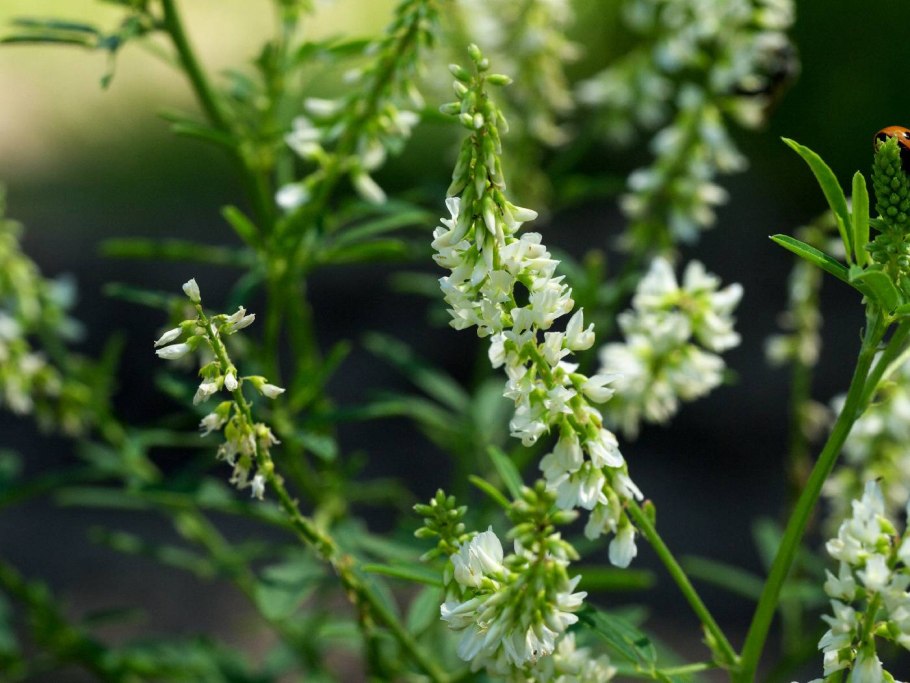 Донник желтый медонос