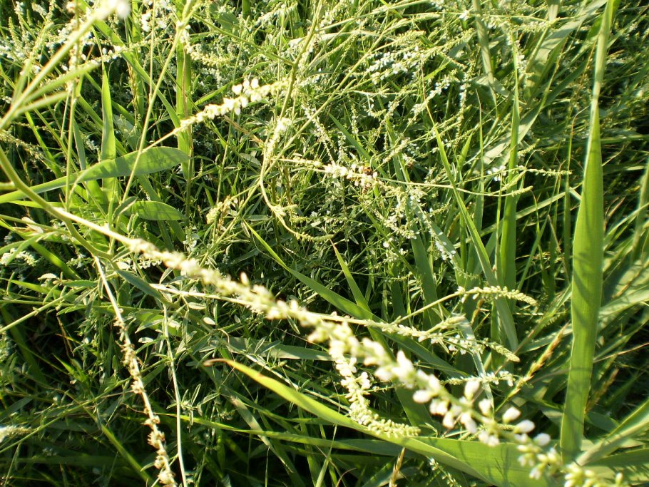 Донник желтый, буркун желтый.