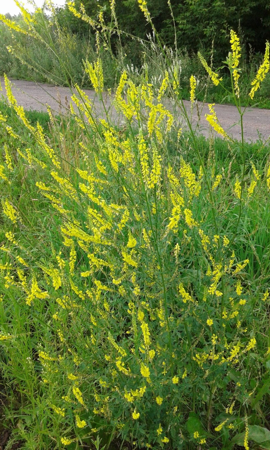 Донник лекарственный