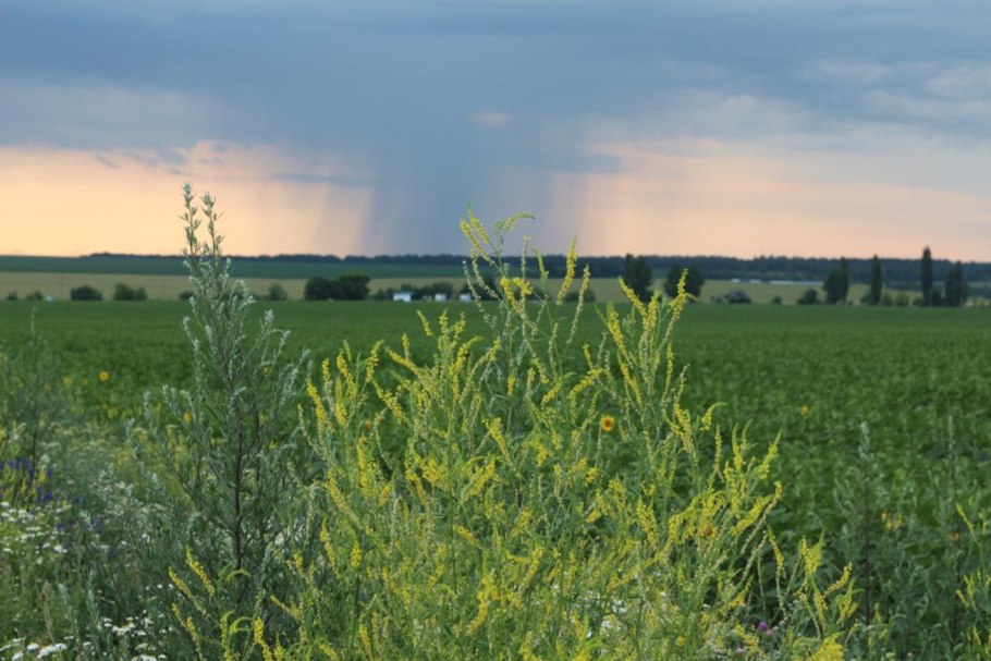 Донник Melilotus officinalis