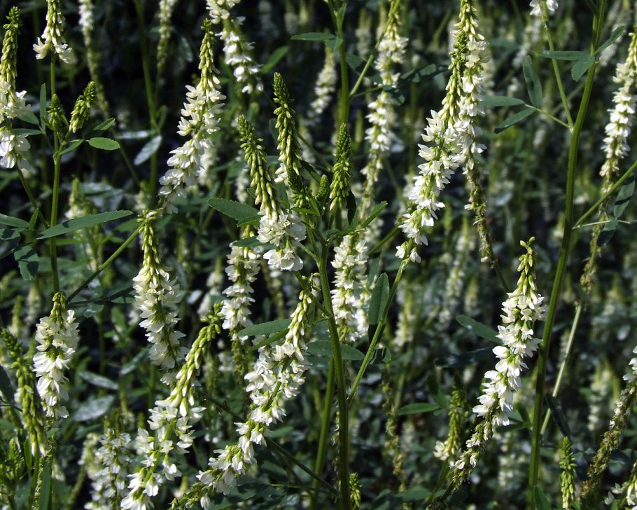 Донник лекарственный