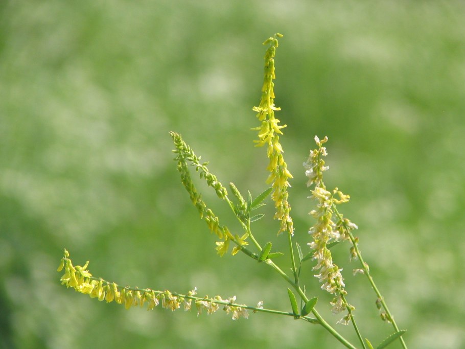 Иссоп лекарственный Альбус Hyssopus officinalis Albus