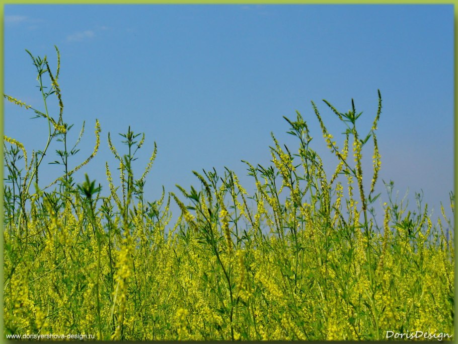 Melilotus officinalis