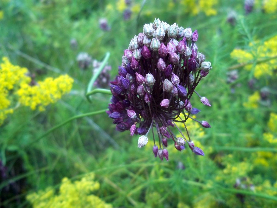 Долина нарциссов в Закарпатье