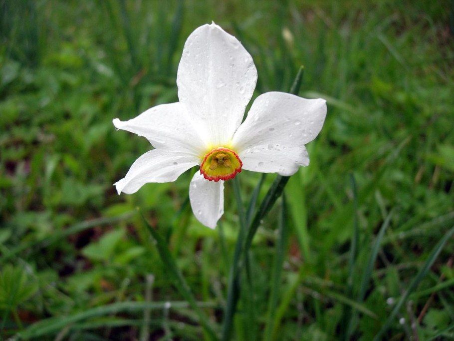 Мускари Блю тюльпан