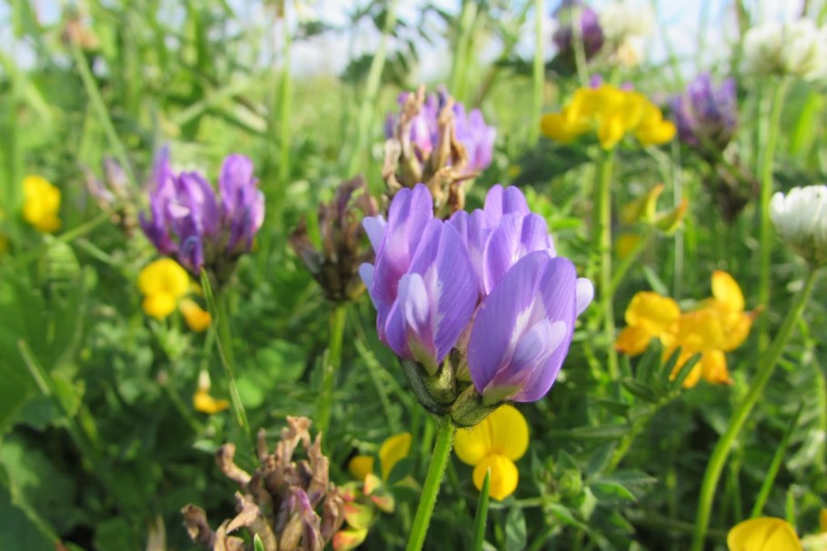 Рута горный цветок