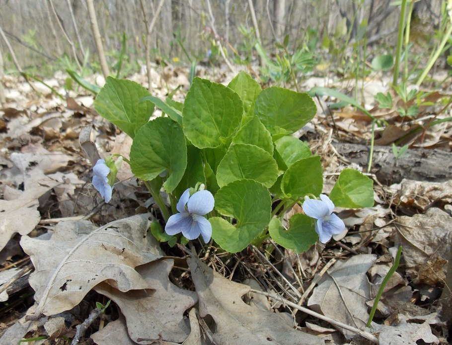 Viola Mirabilis