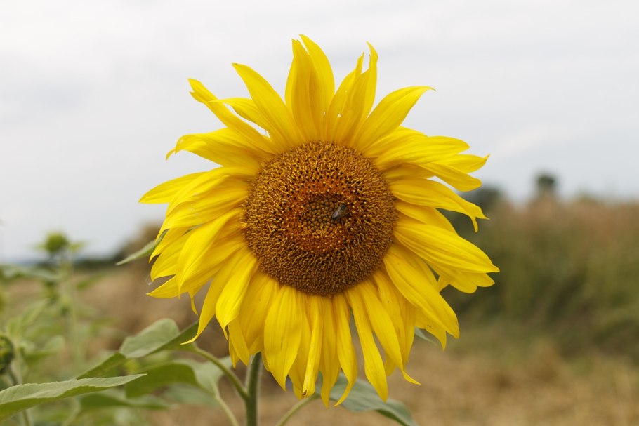 Полевые луговые цветы Алтая