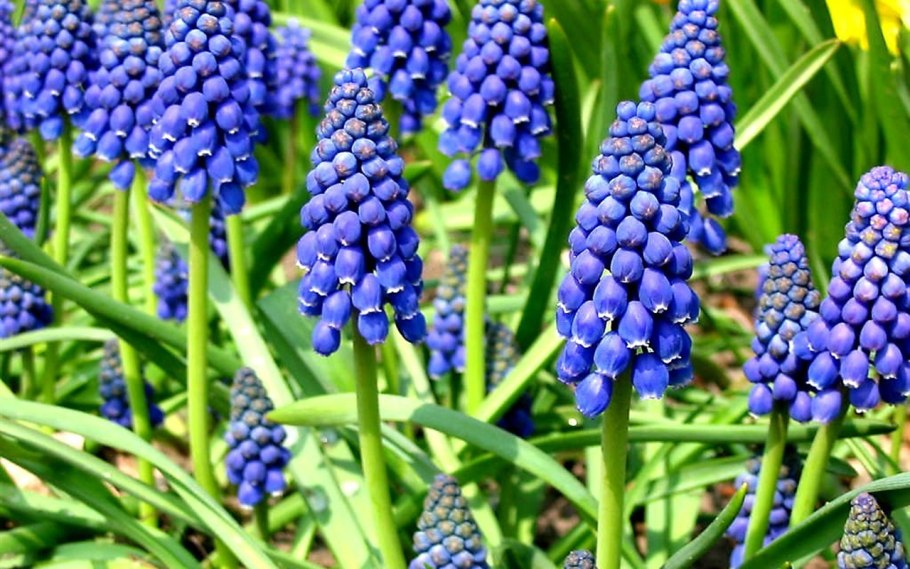 Мускари Арменикум