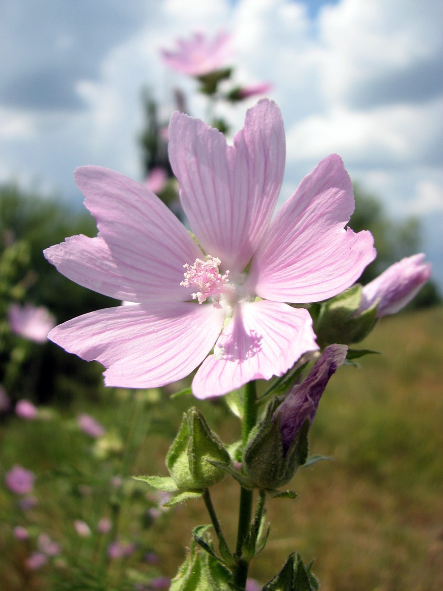 Рослини України