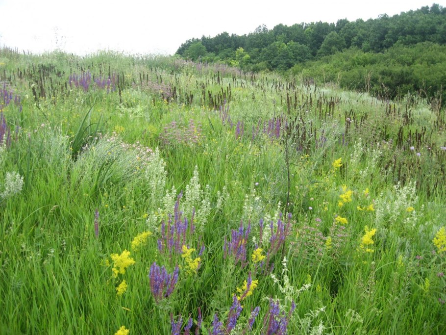 Нарцисс узколистный красная книга