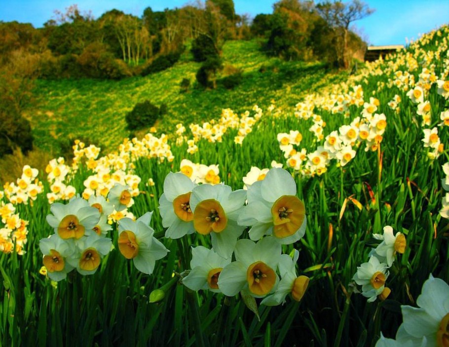 Долина нарциссов в Закарпатье