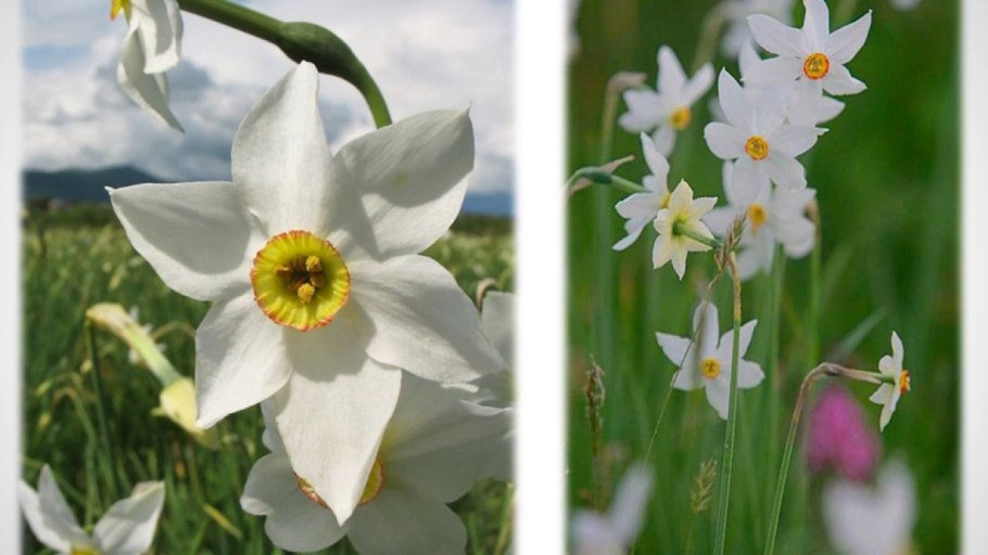 Гибрид f1 "Вейделевский-99" подсолнечник