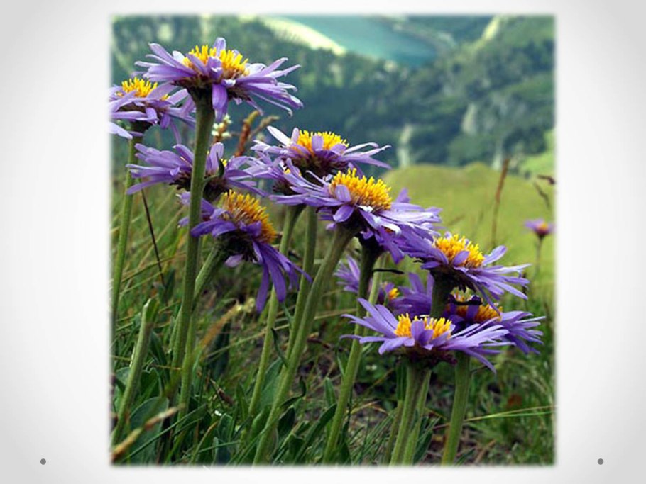 Колхикум безвременник