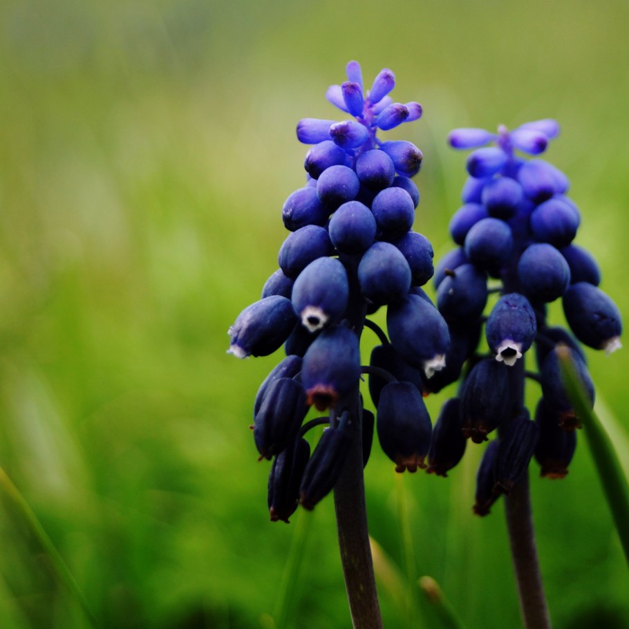 Желтые полевые цветы медоносы