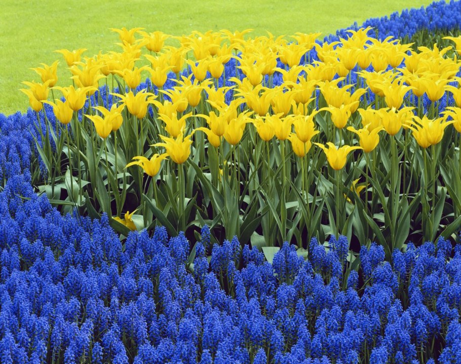 Карточка подсолнух