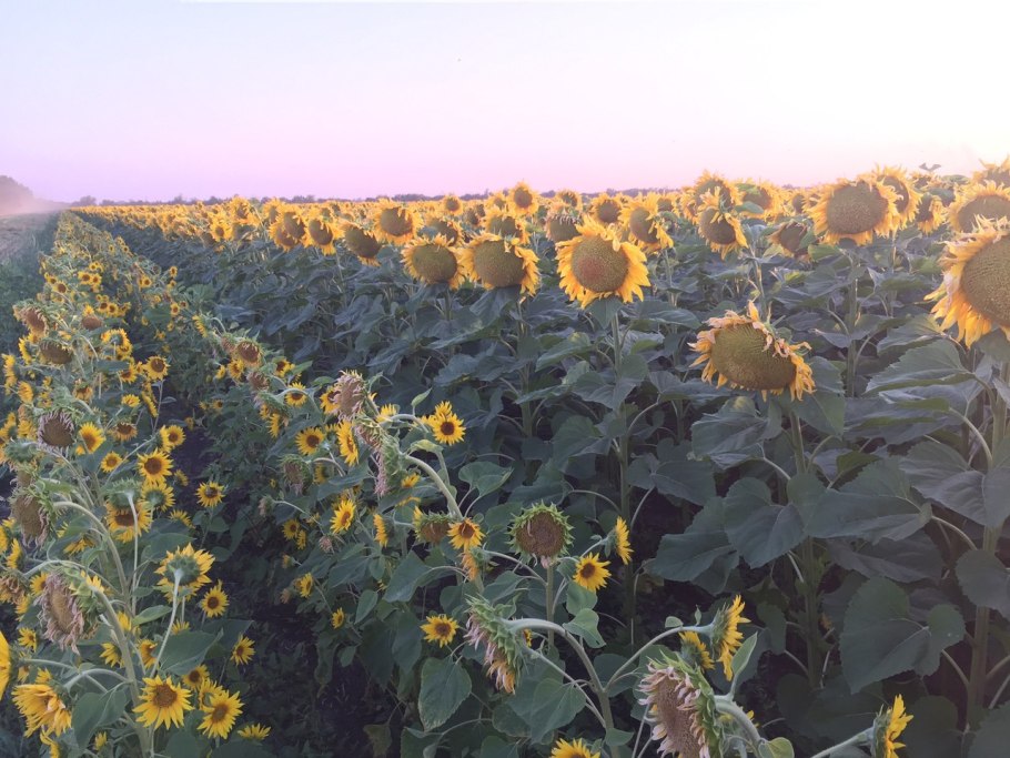 Маки и васильки колоски