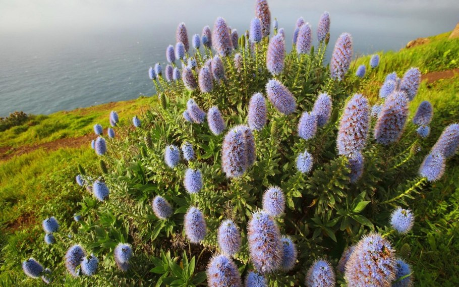 Растительность Украины