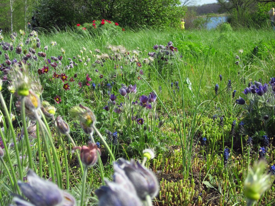 Самые распространенные растения Украины