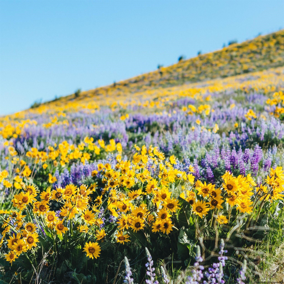 Травянистая Степная растительность Крыма