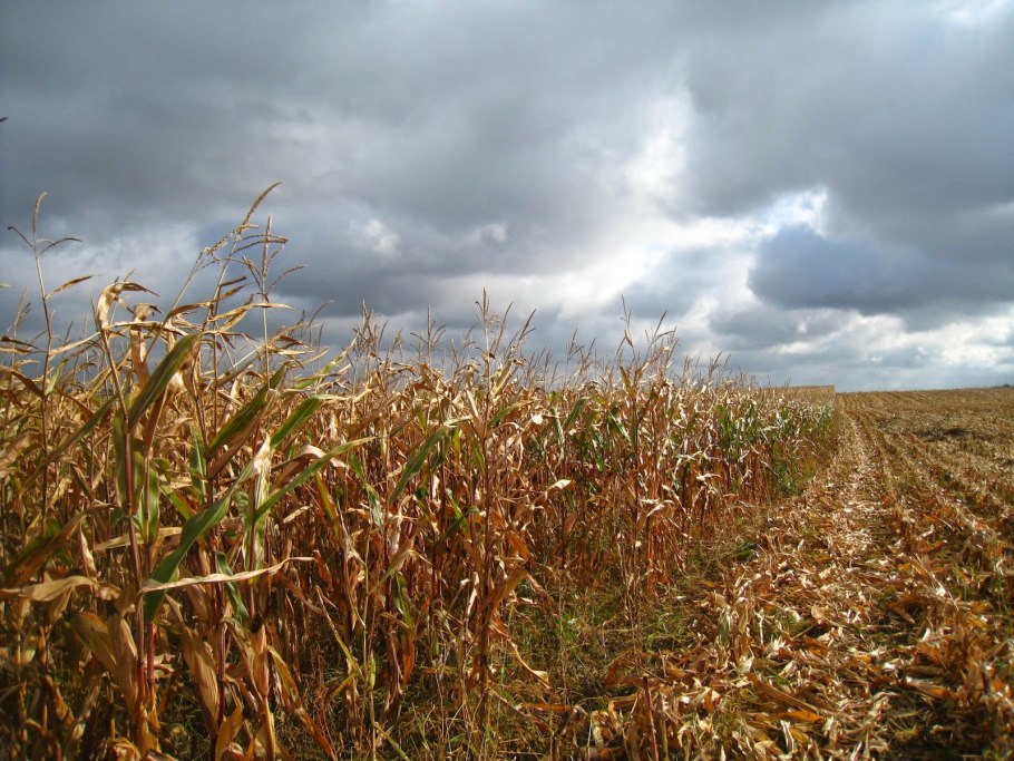 Ирис Боровой Плантариум