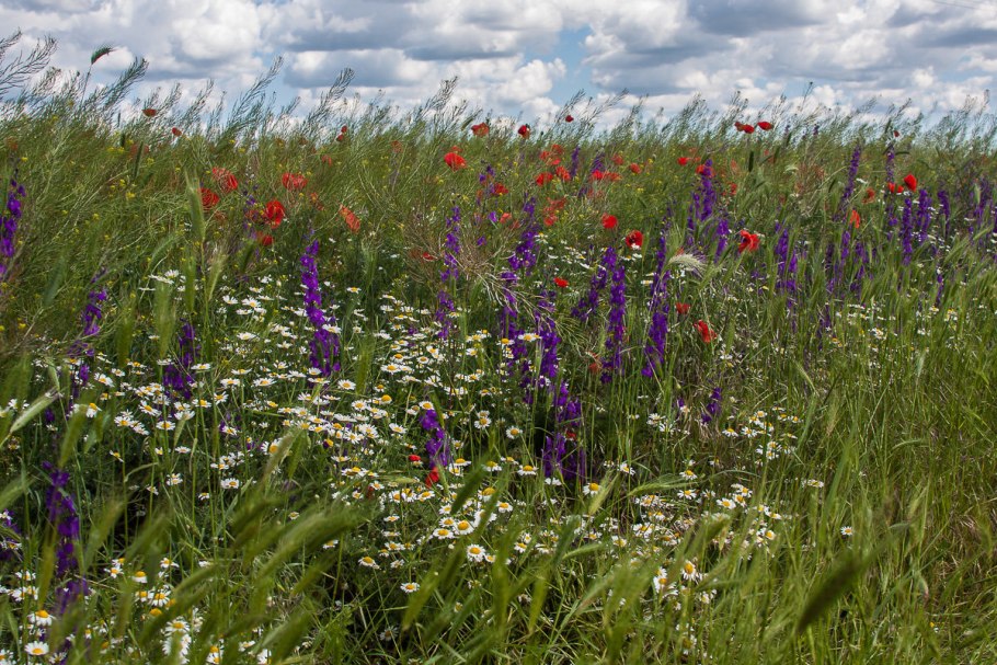 Долина дикорастущих нарциссов