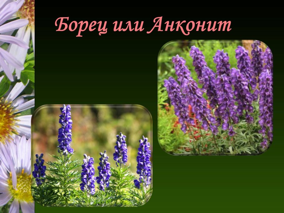 Дриада надрезная – Dryas octopetala subsp. Subincis