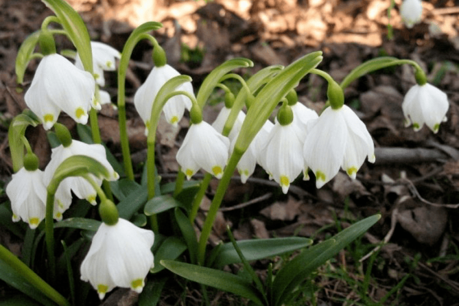 Растения Луга, Люпин