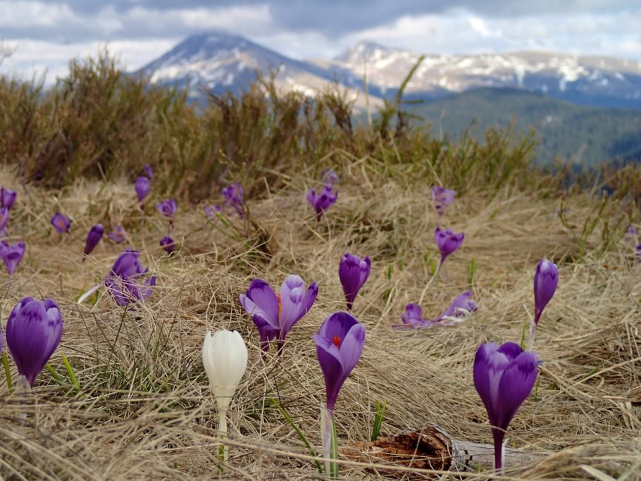 Красная Поляна цветение рододендронов