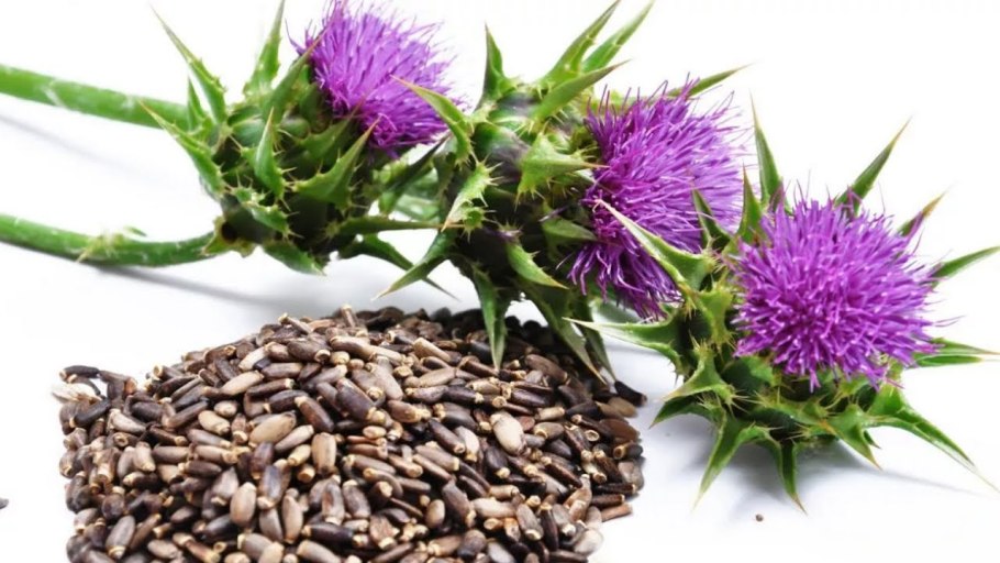 Расторопша пятнистая ГФ