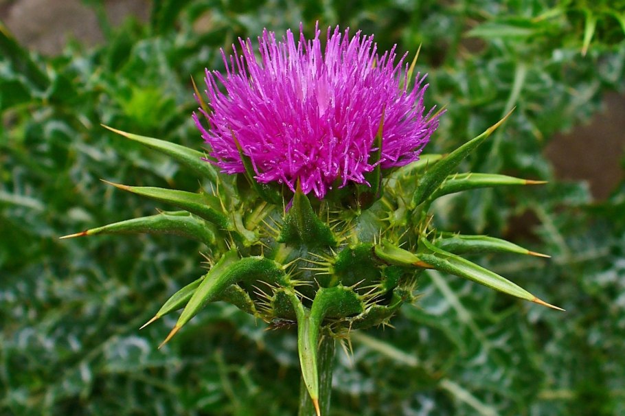 Расторопша пятнистая и чертополох