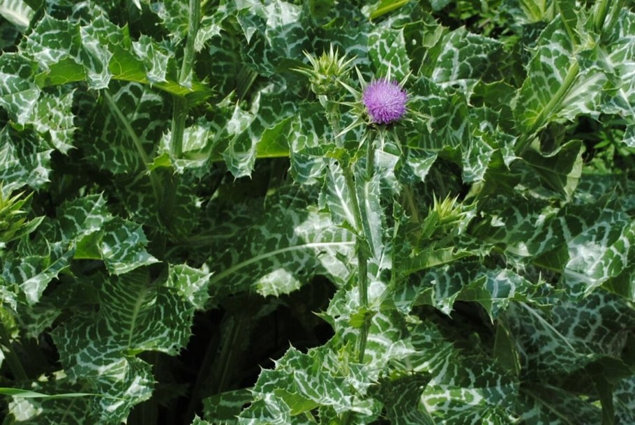 Расторопша (Марьин чертополох)